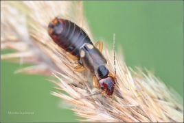 <p>ŠKVOR OBECNÝ (Forficula auricularia) ---- /Common earwig - Gemeiner Ohrwurm/</p>
